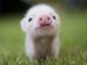 Semnificatia viselor despre porci – Afla ce inseamna cand visezi porci